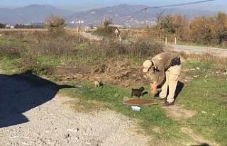 Sokak canları için restoran ve iş yerleri bilgilendirildi