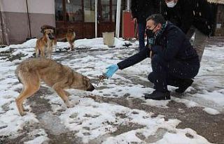 Sokak hayvanları için çağrı