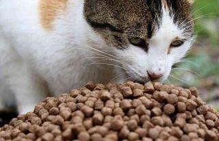 Sokak hayvanlarına büyükşehirden mama desteği