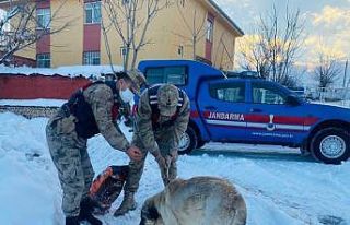 Sokak hayvanlarına güvenlik güçlerinden şefkat
