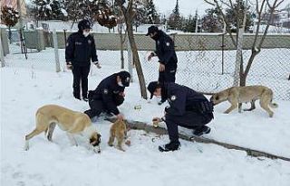 Sokak hayvanlarına polis şefkati