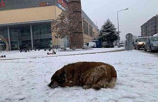 Sokak hayvanlarının karla mücadelesi başladı