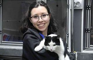 Sokak kedileri kışı veteriner kliniklerinde geçirecek