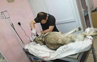 Sokak köpeğini av tüfeğiyle vurdu para cezasına...