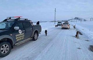 Sokak köpeklerini soğuk havada zehirleyip ölüme...