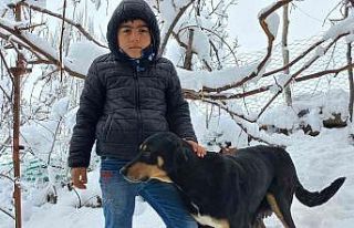 Sokakta doğum yapan köpeğe sahip çıktılar