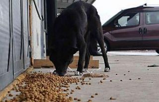 Sokakta yaşayan hayvanlar unutulmadı