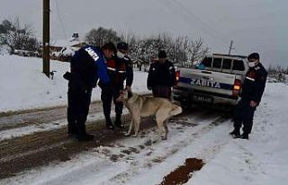 Sokaktaki canlar hepimize emanet