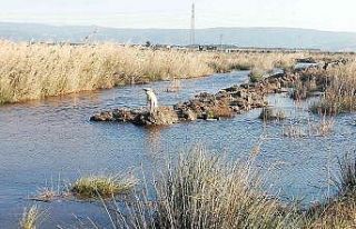 Söke’de mahsur kalan çaresiz köpeği İtfaiye...