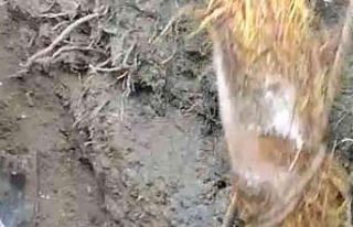 Su borusundan çıkan kök görenleri şaşırttı