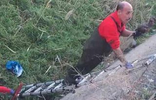 Su kanalına düşen yaban ördeğini itfaiye kurtardı