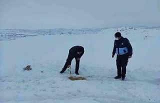 Sungurlu Belediyesi sokak hayvanlarını unutmadı