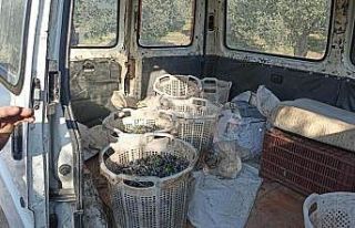 Şüphe üzerine durdurulan araçtan çalıntı zeytin...