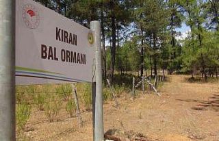 TAB Başkanı Şahin; “Bal ormanı alanları genişletilmeli”