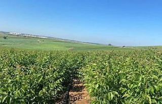 Tarım sektörünün yükselen yıldızı ceviz yetiştiriciliği