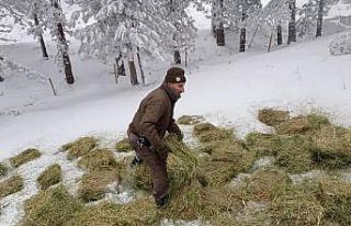 Tavşanlı DKMP Şefliği’nden yaban hayvanlarını...