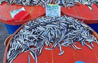 Tekirdağ’da hamsi 25 TL’ye kadar düştü