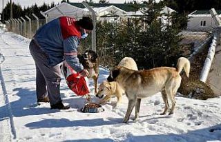 Tepebaşı Belediyesi yiyecek bulmakta zorluk çeken...