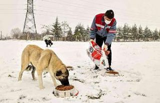 Tepebaşı’nda can dostlar unutulmuyor