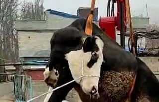 Terasta mahsur kalan ineği itfaiye vinçle kurtardı