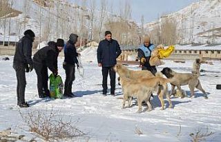 Tercan’da sokak hayvanlarına mama desteği