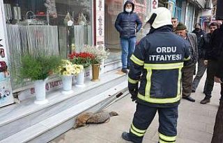 Tilki şehir merkezine indi