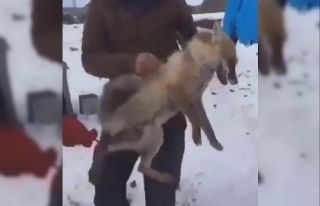 Tilkiye eziyet eden 4 şahsa ceza yağdı