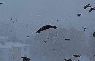 Tipiye yakalanan kuşların zor anları