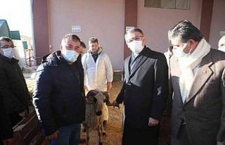 Tokat’ta 91 yetiştiriciye yüzde 75 hibeli koç...