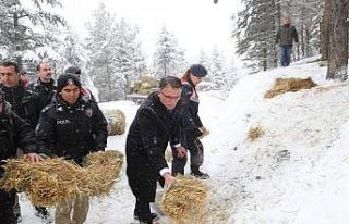 Tokat’ta yaban hayvanları unutulmadı