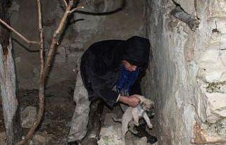 Toprak altında mahsur kalan yavru köpekleri belediye...
