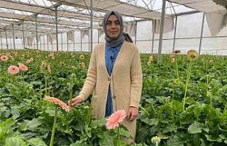 Topraksız serada ürettiği gerbera çiçeğini yurt...