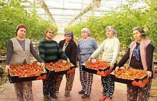 Topraksız tarımla üretilen domatesler ihracatın...