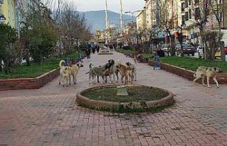 Tosya’da 17 yasak ırklı köpek kayıt altına...