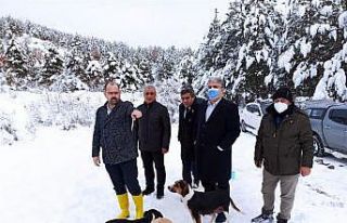 Tosya’da sokak hayvanları unutulmadı