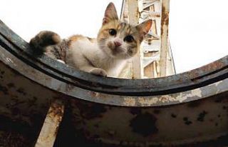 Totem tabelada mahsur kaldı, itfaiye ekipleri kurtardı