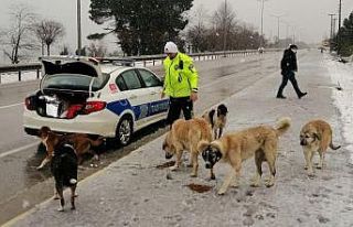 Trafik polisleri sokak hayvanlarını besledi