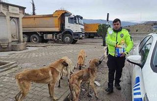 Trafik polisleri sokak köpeklerini elleriyle besledi