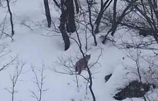 Tunceli’de karda yiyecek arayan vaşak görüntülendi