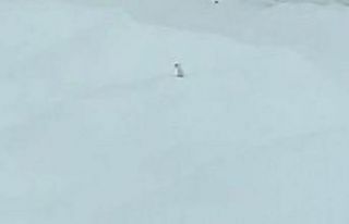 Tunceli’de karlar arasındaki beyaz gelincik cep...