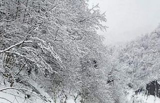 Türkeli Orman İşletme, köy yollarına ve doğaya...