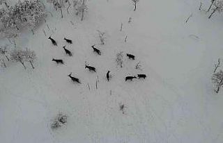 Türkiye’nin ilk fauna tanıtım alanındaki yaban...