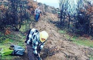 Türlübey’de yanan alanlarda 15 bin fidan dikildi
