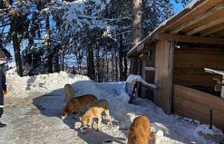 Uludağ’daki can dostlar kış boyu besleniyor