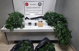 Ümraniye’de evini uyuşturucu serasına çeviren...