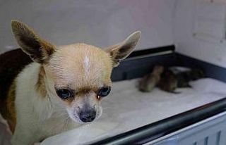 Üniversite hastanesinde köpeğe sezeryanla doğum