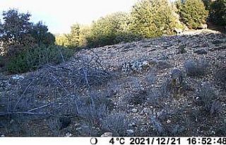 Uşak yaban hayatı fotokapanlara yansıdı