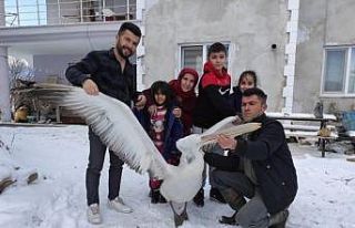 Üzüm bağına düşen pelikana sahip çıktılar