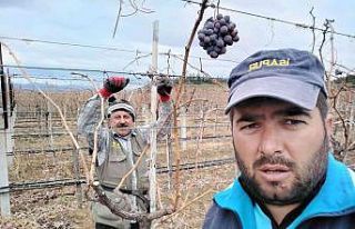 Üzüm bağlarında budama çalışmaları devam ediyor
