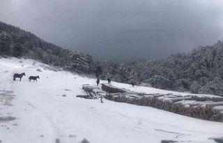 Vahşi yılkı atlarına karda yem desteği